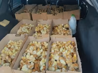 Chickens — عکس 1