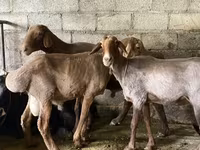 قوچ, Rhon sheep — عکس 7