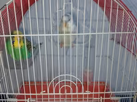2 eded qus qefesi ile birlikde satilir — عکس 2