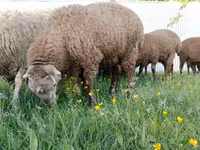 Ram, Sheep — photo 2