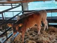 Bovini (lotto, sesso non specificato), Mucca limousine — foto 2