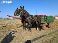 Азаргагүй морь, Nonius horse — 2 зураг