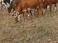 Lembu betina, Simmental cattle — foto 2