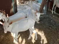แพะตัวเมีย, Saanen goat — รูปภาพ 3