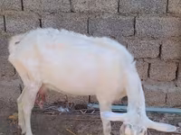 Koza, Saanen goat — foto 6