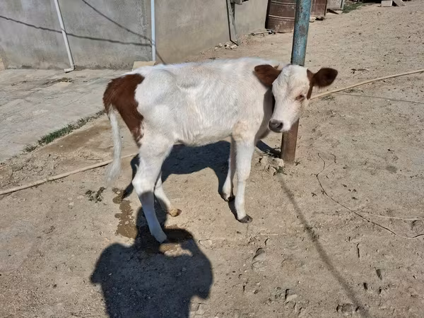 วัวตัวเมีย, Simmental cattle