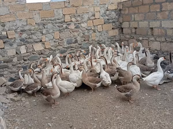 Geese