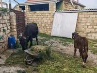 Vacă, Simmental cattle — foto 7