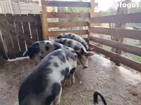 Säue, Schweine — Foto 2