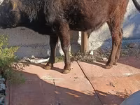 ثور, Simmental cattle — الصورة 3