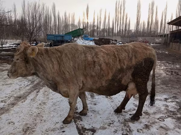Cow, Alatau breed — Kyrgyzstan