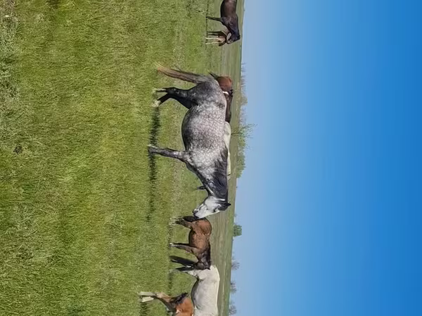 Ngựa cái, Kazakh horse