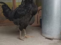 Chickens — الصورة 1