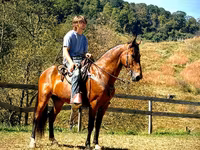 اسب نر, Tennessee Walking Horse — عکس 2