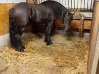 اسب نر, Friesian — عکس 4