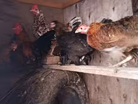 Chickens — عکس 1