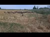በግ, Sheep — ፎቶ 1