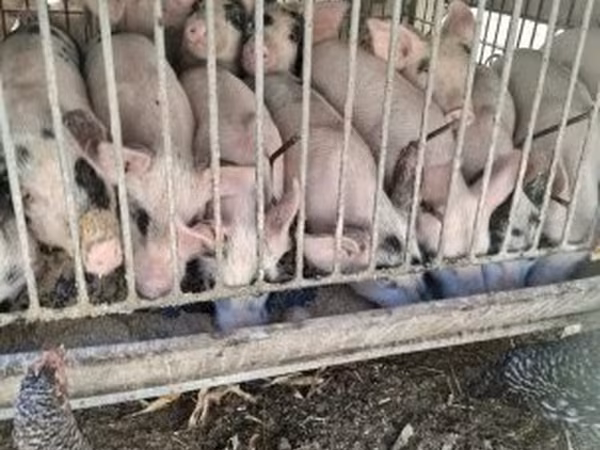 Porci (lot, sex nespecificat), Porci