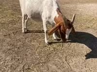 بز ماده, Boer goat — عکس 5