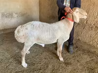 Kambing jantan, Arashan sheep — foto 1