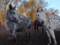 Iapă, Appaloosa — foto 3