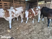 วัวตัวผู้, Simmental cattle — รูปภาพ 4
