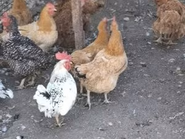 Chickens