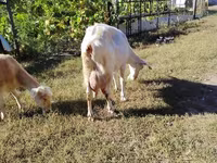 Koza, Saanen goat — zdjęcie 5