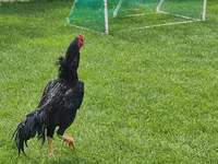 Chickens — Foto 1