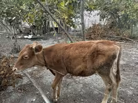 گاو ماده, گاو — عکس 1