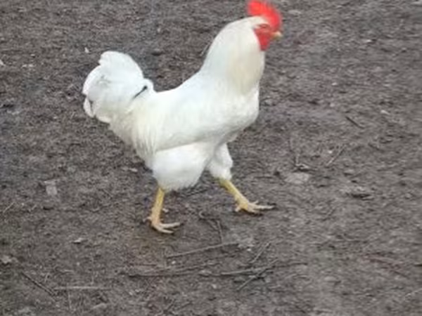 Chickens