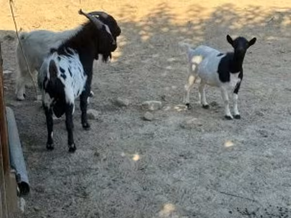 பெண் வெள்ளாடு, Dutch Landrace goats