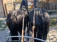 Hoppe, Friesian — foto 1