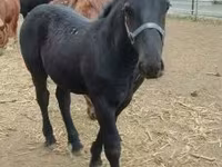 수말, Hungarian horse breed — 사진 1
