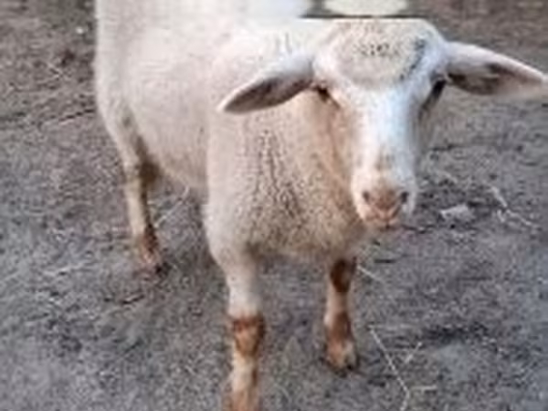 Ram, Sheep — Hungary