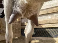 Koza, Saanen goat — zdjęcie 3