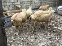 Owca, Owce — zdjęcie 2