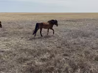 Cavalo, Cavalos — foto 2