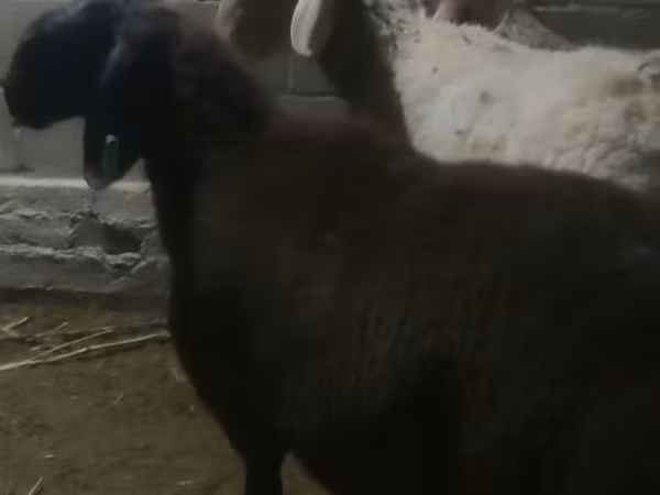 Ram, Arashan sheep — Kyrgyzstan