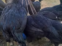 Chickens — عکس 8