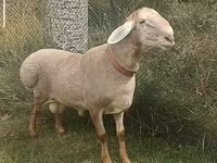 Ovan, Arashan sheep — fotografija 5