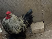 Brahma — foto 1