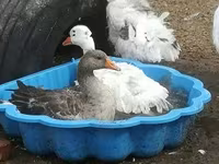 Geese — รูปภาพ 5