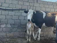 Krava, Simmental cattle — fotografija 3