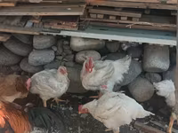 Chickens — รูปภาพ 1
