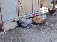 Chickens — foto 1