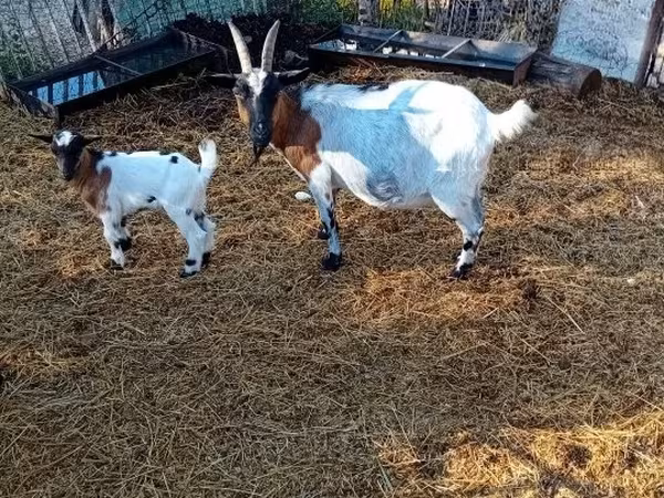 ወንድ ፍየል, Nubian Goat