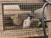 Quails — foto 8