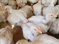 Chickens — акс 2