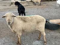 Montone, Hampshire sheep — foto 7